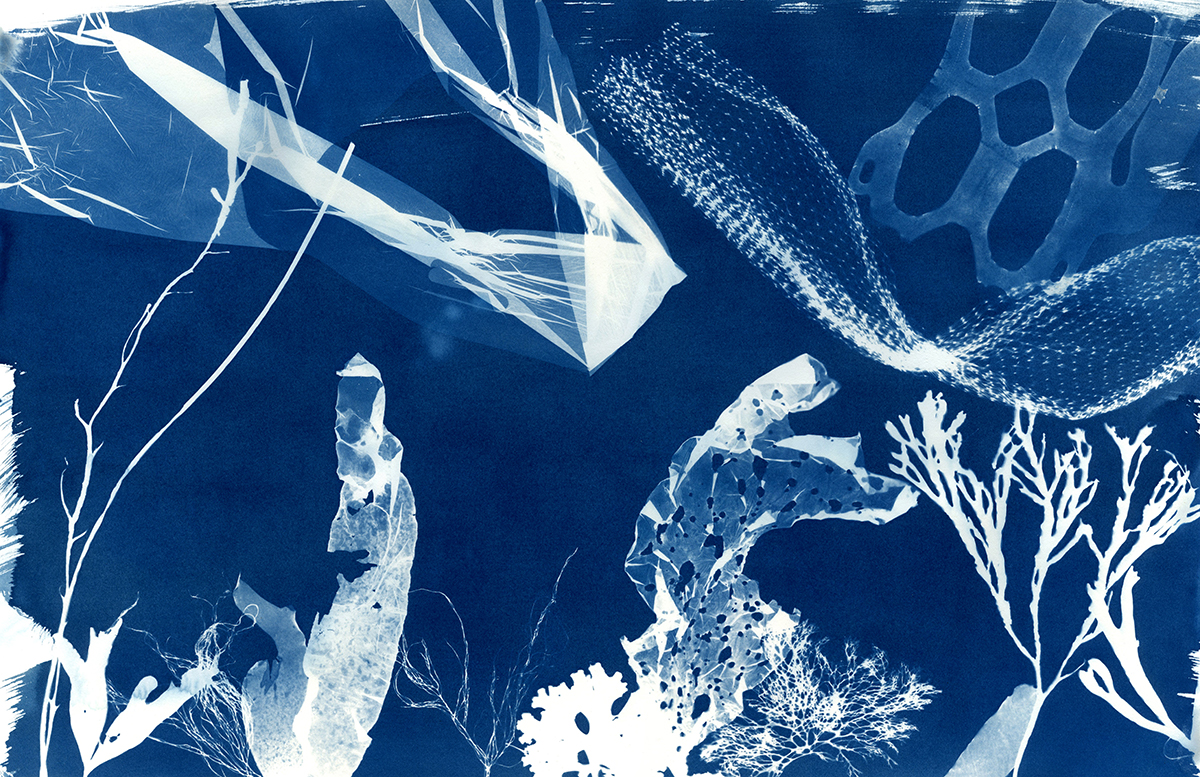 cyanotype print of seaweed and plastic trash 